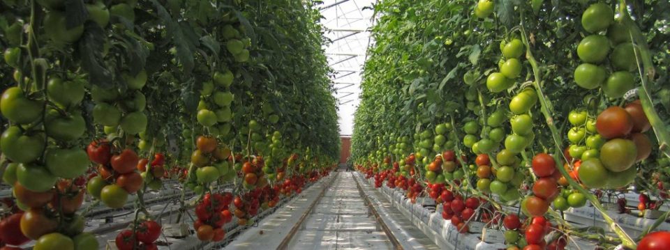 Desert Farm Grows Food Without Groundwater, Soil, Fuel or Pesticides ...