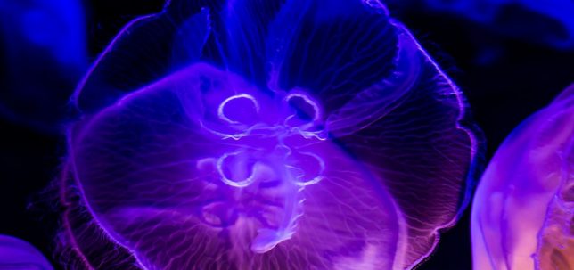 jellyfish aquarium 5