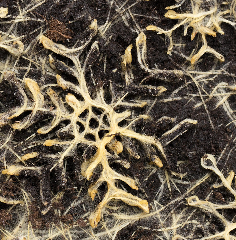 Plant Patterns: Living Roots Manipulated Into Nature-Based Art | Urbanist