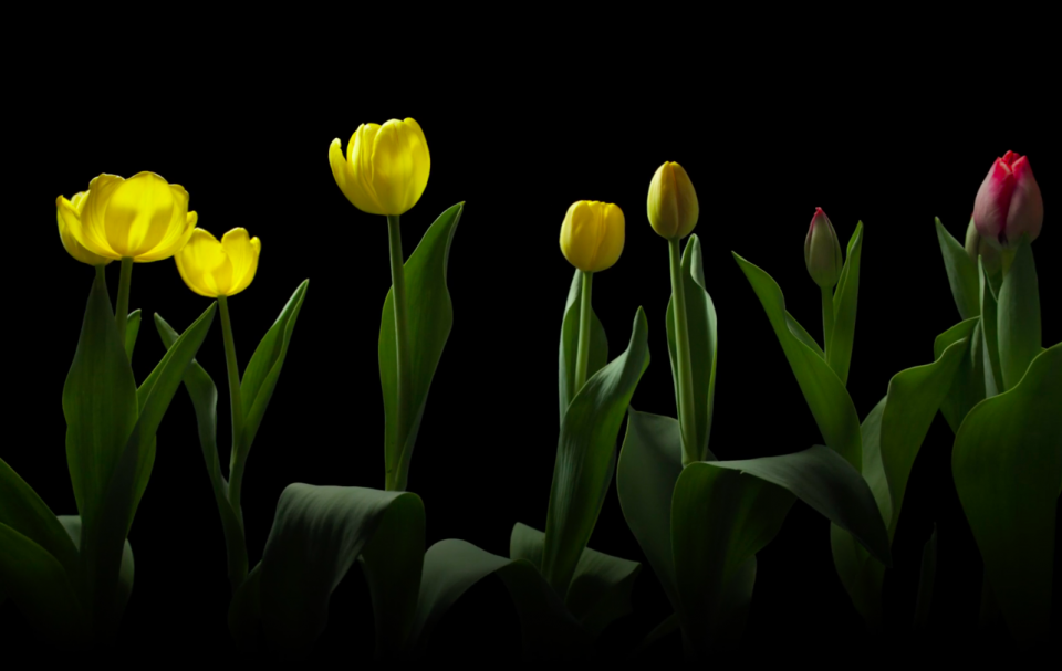 Spring on Speed TimeLapse Video Captures 3 Years of Blooming Flowers