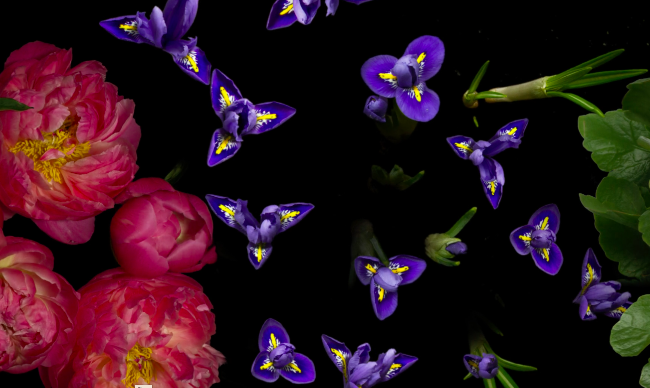 Spring on Speed TimeLapse Video Captures 3 Years of Blooming Flowers