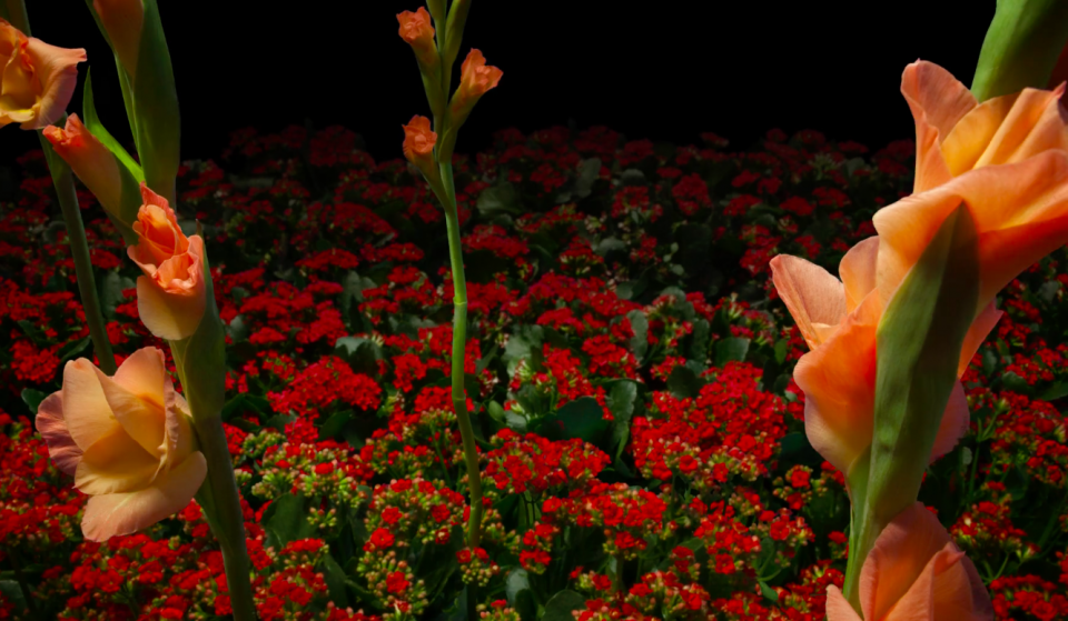 Spring on Speed TimeLapse Video Captures 3 Years of Blooming Flowers